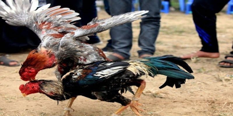 Tìm hiểu về chiến thuật đá hồi mã thương