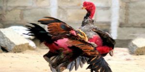 Chiến kê đá hồi mã thương nhanh nhẹn