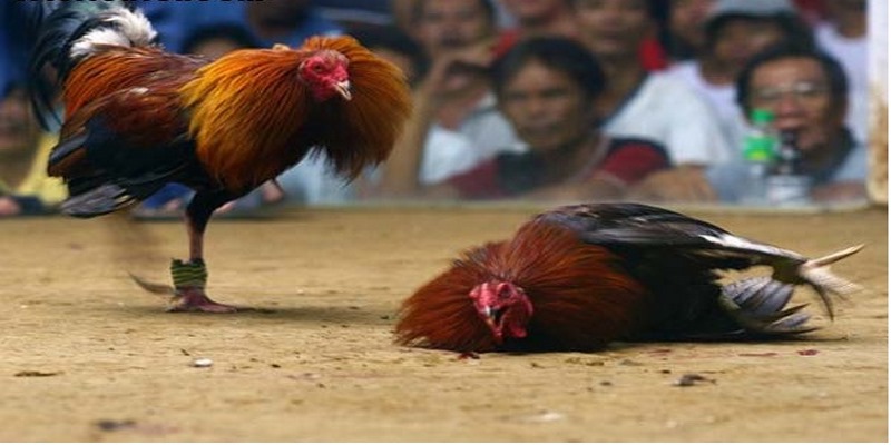 Mỏ khít, ngắn và nhọn